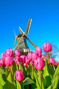 オランダ語の単語を使ってペットに似合う可愛い洒落た名前をつける ペットのなまえ